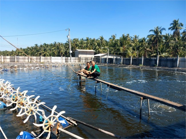 Tiền Giang: Giá tôm thẻ tăng, hút hàng dịp Tết, ngư dân phấn khởi (01/02/2024)

